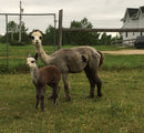 Allie's Alpacas